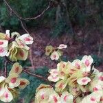 Ulmus minor Fruchs