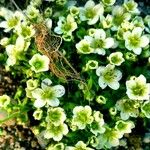 Saxifraga muscoides Bloem