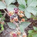 Rubus ulmifolius 果