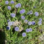 Globularia vulgaris Fula