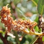 Salix foetida Frukt