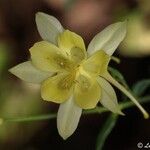 Aquilegia pubescens Flower