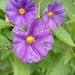 Lycianthes rantonnetii Fula