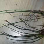 Eleocharis multicaulis Hábito