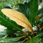 Rhododendron arizelum Leaf