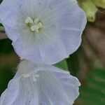 Bonamia spectabilis Blüte