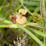 Commelina subulata 花