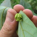 Monanthotaxis trichocarpa Blüte