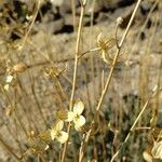 Helianthemum juliae Otro