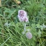 Mentha aquaticaFlower