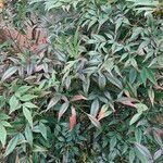 Nandina domesticaLeaf