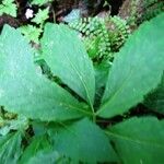 Cardamine heptaphylla برگ