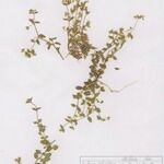 Moehringia pentandra Alkat (teljes növény)