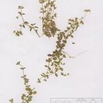 Moehringia pentandra Habit