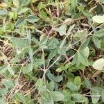 Crotalaria pallida Лист