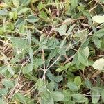 Crotalaria pallida Leaf