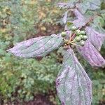 Cornus sanguineaFroito