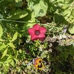 Linum grandiflorumFlower