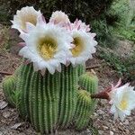 Echinopsis schickendantzii Flor