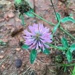 Trifolium pratenseBlomst