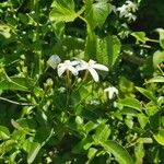 Jasminum azoricum Drugo