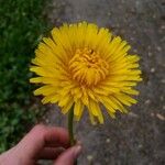 Taraxacum campylodes花