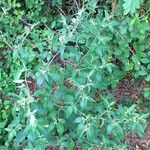 Solanum americanum Habit