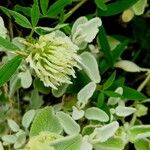 Trifolium ochroleucon Flor