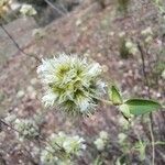 Thymus mastichina 花