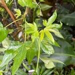 Gossypium barbadense ᱥᱟᱠᱟᱢ