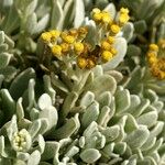 Helichrysum gossypinum 其他