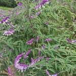 Salvia leucantha फूल