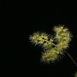 Terminalia amazonia Flower