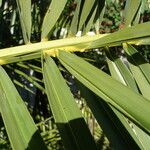 Phoenix canariensis Folha