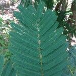 Calliandra houstoniana Leaf