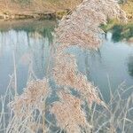 Phragmites australisList