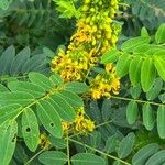 Senna marilandica फूल