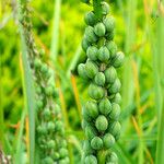 Kniphofia uvaria Fruto