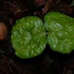 Dicranostyles ampla Leaf