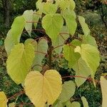 Idesia polycarpa Листок