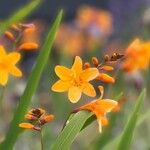 Crocosmia × crocosmiifloraFlower