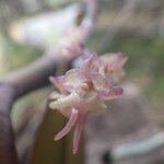 Rhipidoglossum rutilum Flower