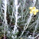 Helichrysum saxatile Ліст