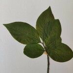 Euonymus europaeus Leaf