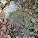 Carex alba Habit