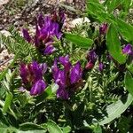 Astragalus onobrychis Цвят