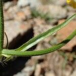 Crepis conyzifolia Φλοιός