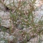 Galium setaceum अन्य