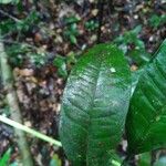 Heisteria cauliflora Leaf