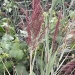 Phragmites australisFlower